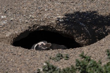 Valds yarımadasındaki sahilde Macellan pengueni. Arjantin 'deki Penguen kolonisi. Plajda siyah beyaz kuşlar. 