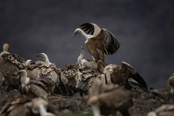 Sęp Griffon Górach Rodope Gyps Fulvus Szczycie Bułgarii Ornitologia Okresie — Zdjęcie stockowe