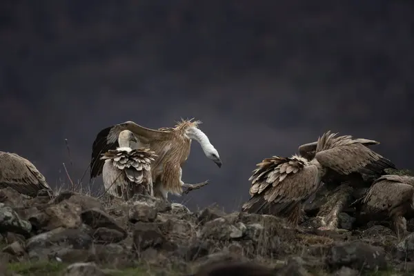 Griffon Vulture Rhodope Mountains Gyps Fulvus Top Bulgaria Mountains Ornithology — Stock Photo, Image