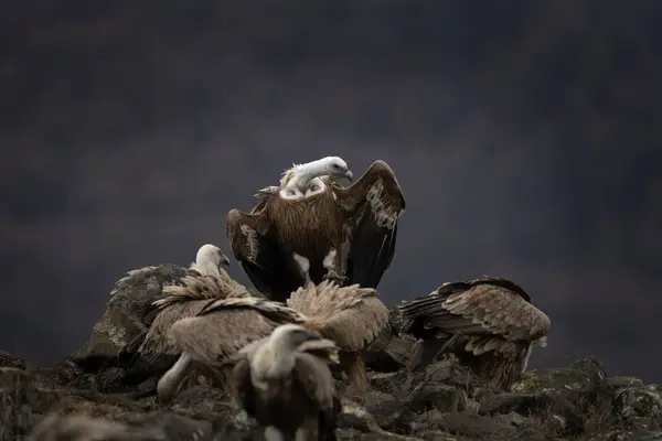 Griffon Vulture Rhodope Mountains Gyps Fulvus Top Bulgaria Mountains Ornithology — Stock Photo, Image