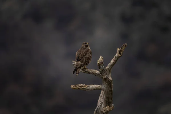 罗德普山脉常见的秃鹰 冬天在岩石群中的Buteo Buteo 猎物附近常见的褐色秃鹰 — 图库照片