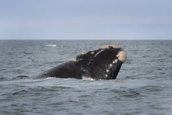 Южные Киты Возле Полуострова Вальдс Поведение Правых Китов Поверхности Морская — стоковое фото