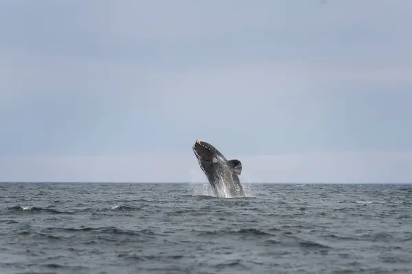 Южные Киты Возле Полуострова Вальдс Поведение Правых Китов Поверхности Морская — стоковое фото