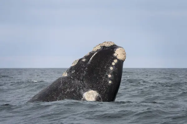 Southern right whales near Valds peninsula. Behavior of right whales on surface. Marine life near Argentina coast.