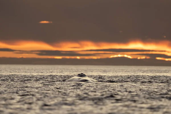 Südliche Rechtswale Der Nähe Der Halbinsel Valds Verhalten Rechter Wale — Stockfoto
