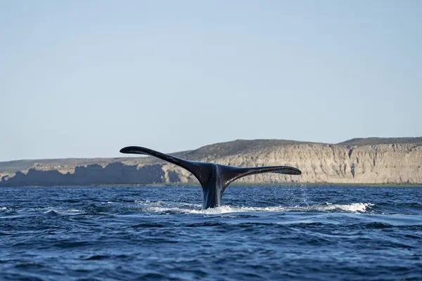 Southern right whales near Valds peninsula. Behavior of right whales on surface. Marine life near Argentina coast.