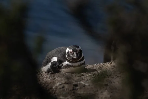 Magellansk Pingvin Stranden Valds Halvö Penguins Koloni Argentina Svartvita Fåglar — Stockfoto
