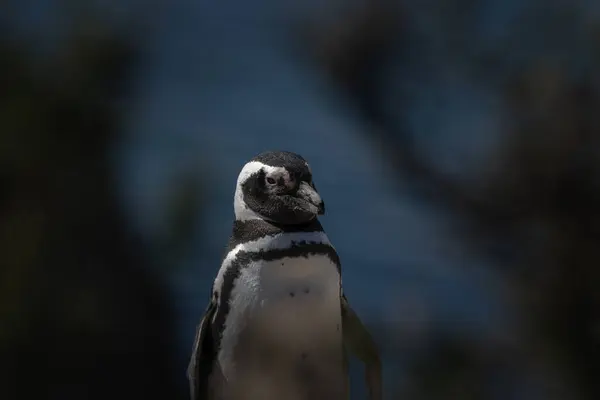 Magellanic Penguin Beach Valds Peninsula Penguins Colony Argentina Black White — Stock Photo, Image
