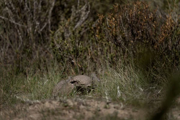 Rare Armadillo Valds Peninsula Cute Hairy Armadillo Hiding Bushes Wild — Stock Photo, Image