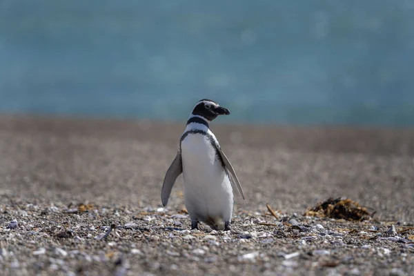Magellanic Penguin Beach Valds Peninsula Penguins Colony Argentina Black White — Stock Photo, Image