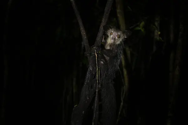 Ночью Мадагаскаре Любопытный Лемур Ищет Еду Лемур Похож Йоду Звездных — стоковое фото