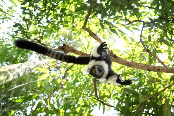 Svart Och Vit Rufsig Lemur Skogen Varecia Variegata Lemur Spelar — Stockfoto