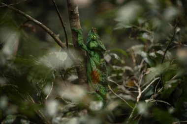 Papazın bukalemunu Madagaskar 'daki ormana tırmanıyor. Yeşil Hortlak Parsonii yiyecek arıyor. Doğal ortamda büyük bir bukalemun.. 