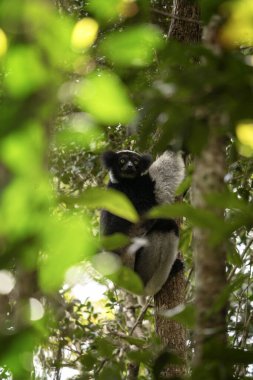 Madagaskar adasındaki ağaçta indri. Madagaskar 'daki en büyük lemur. Ormandaki siyah beyaz primat. Egzotik vahşi yaşam. 