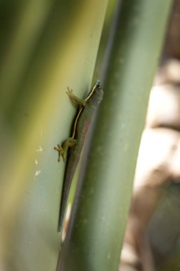 Phelsuma lineata Madagaskar 'da ormana tırmanıyor. Kertenkelenin güneşte ısındığı gün. Doğal ortamında arkasında kırmızı leke olan yeşil kertenkele.. 