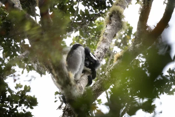 Indri Trädet Madagaskar Madagaskars Största Lemur Svartvita Primater Skogen Exotiskt — Stockfoto