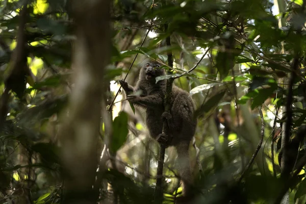 Östra Mindre Bambulemur Skogen Hapalemur Griseus Äter Bambu Madagaskar Grå — Stockfoto