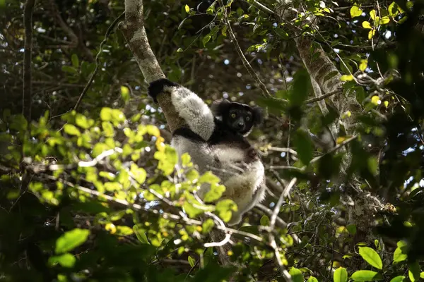 Indri Treet Madagaskar Den Største Sitronen Madagaskar Svart Hvitt Primat – stockfoto