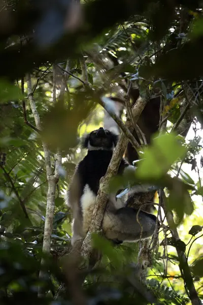 Indri Trädet Madagaskar Madagaskars Största Lemur Svartvita Primater Skogen Exotiskt — Stockfoto