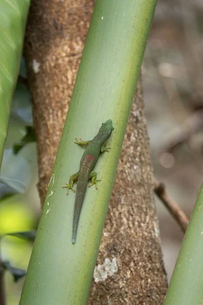 Phelsuma lineata Madagaskar 'da ormana tırmanıyor. Kertenkelenin güneşte ısındığı gün. Doğal ortamında arkasında kırmızı leke olan yeşil kertenkele.. 