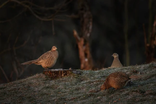 Common Pheasant Mating Season Flock Pheasants Dominant Male Spring Europe — Stock Photo, Image
