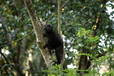 Ormandaki kara lemurlar. Eulemur Macaco Madagaskar 'daki ağaca tırmanıyor. Parktaki kara lemurlar.