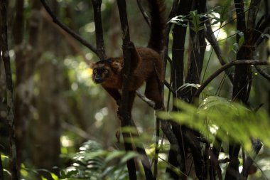 Kırmızı yakalı lemur Madagaskar ormanına tırmanıyor. Varecia Rubra doğal ortamında. Siyah kafalı kahverengi lemur.. 