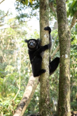 Ormandaki İndri. Madagaskar doğasının en büyük lemurlarından biri. Siyah ve beyaz lemur ağaca tırmanıyor.. 