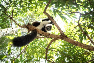 Ormanda siyah ve beyaz yakutlu lemur. Varecia variegata lemur Madagaskar 'daki ağaçta oynuyor. Siyah ve beyaz lemur parka tırmanıyor..