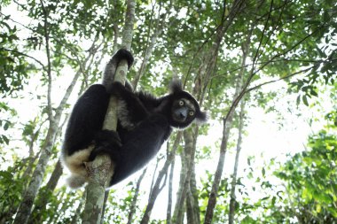 Ormandaki İndri. Madagaskar doğasının en büyük lemurlarından biri. Siyah ve beyaz lemur ağaca tırmanıyor.. 