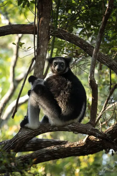 Indri Dans Forêt Des Grands Lémuriens Madagascar Nature Lémurien Noir — Photo