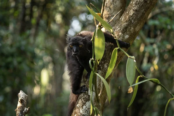 Black lemur in the forest. Eulemur macaco is climbing on the tree in Madagascar. Dark lemur in the park.