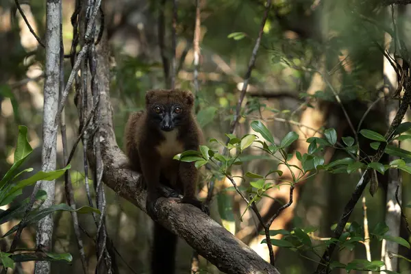 Red bellied lemur in the forest. Group of lemur in Madagascar. Brown lemur with white breast.