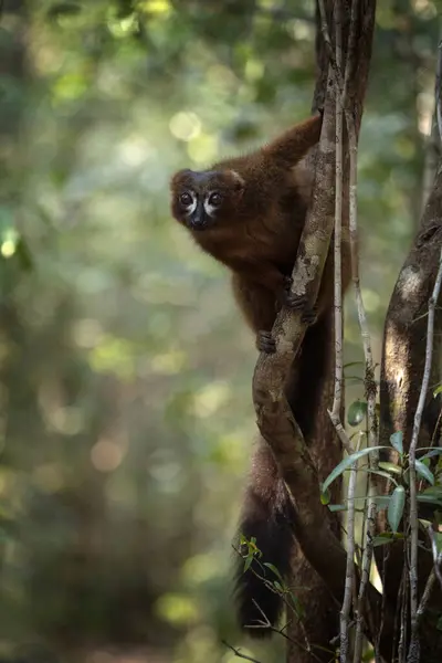 Red bellied lemur in the forest. Group of lemur in Madagascar. Brown lemur with white breast.