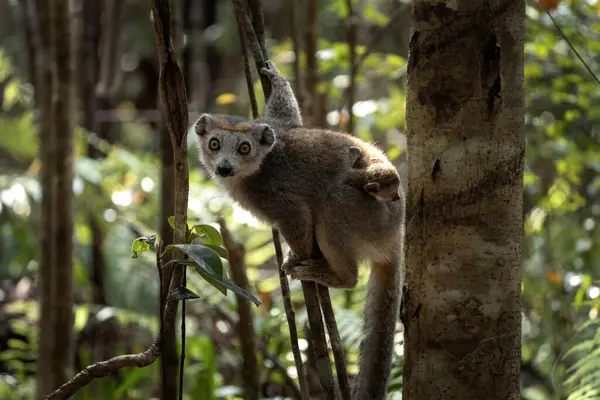 Crowned Lemur Baby Forest Group Lemurs Madagascar Nature Gray Lemur — Stock Photo, Image