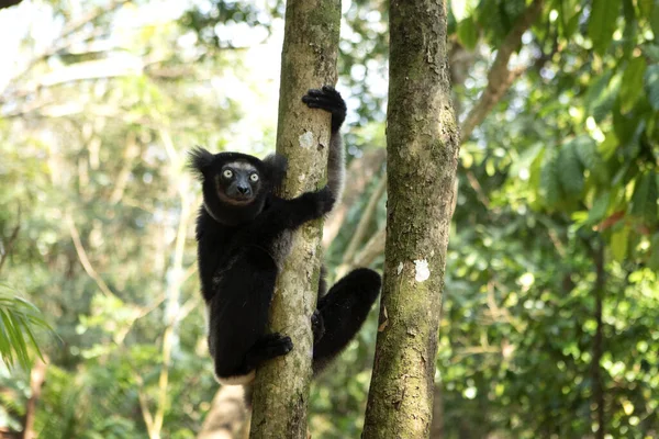 Indre Skogen Største Sitronene Madagaskar Naturen Svart Hvit Sitron Klatrer – stockfoto