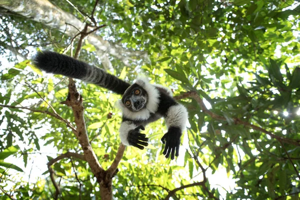 Black and white ruffed lemur in the forest. Varecia variegata lemur is playing on the tree in Madagascar. Black and white lemur is climbing in the park.