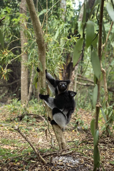 Ndri Bebeği Ormanda Madagaskar Doğasının Büyük Lemurlarından Biri Siyah Beyaz — Stok fotoğraf