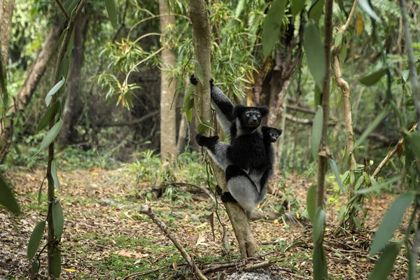 Indri Med Baby Skogen Største Sitronene Madagaskar Naturen Svart Hvit – stockfoto