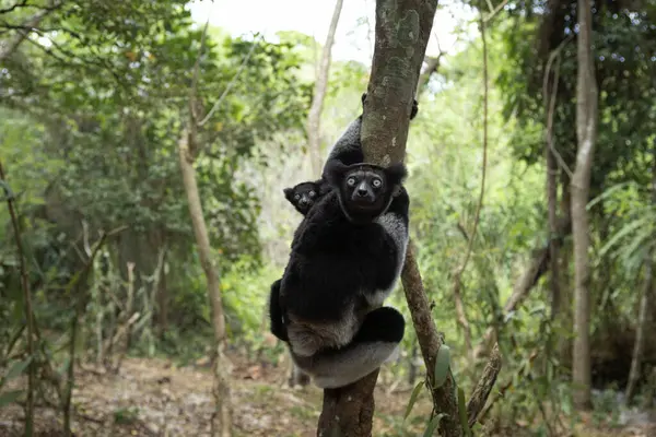 Indri Med Baby Skogen Største Sitronene Madagaskar Naturen Svart Hvit – stockfoto