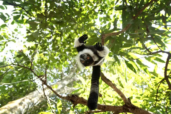 Black White Ruffed Lemur Forest Varecia Variegata Lemur Playing Tree Stock Photo