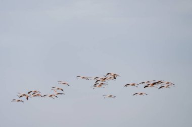 Şilili flamingolar Arjantin sahillerinde yiyecek arıyorlar. Okyanustaki flamingo sürüsü. Uzun boyunlu pembe bir kuş.. 