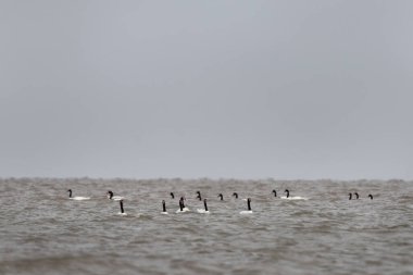 Arjantin kıyılarında siyah boyunlu kuğu sürüsü. Kuğular Atlantik Okyanusu 'nun yakınında kalırlar. Siyah boyunlu ve kızıl saçlı beyaz büyük kuş.. 
