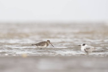 Arjantin sahilinde siyah kuyruklu bir gerzek. Limosa limozası sahilde yiyecek arıyor. Beyaz göbekli, uzun gagalı kahverengi bir kuş..