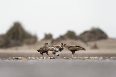 Avıyla birlikte ibikli bir leşçil. Caracara planküsü küçük kuşu yiyor. Güney Amerika 'da yaygın bir kuş avcısıdır. Sahildeki Meksikalı kartal. 