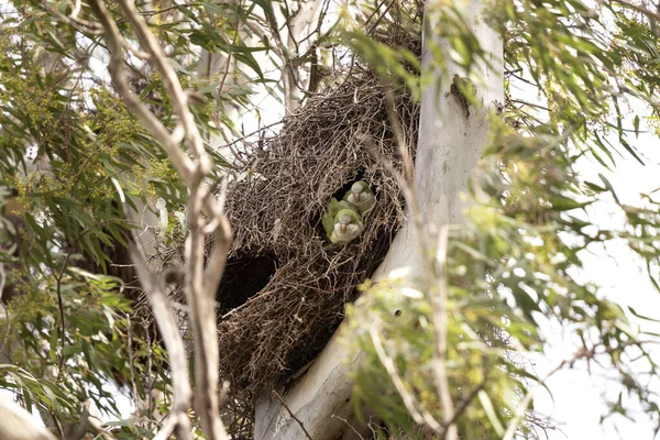 Monk parakeets are protecting its nest. Myiopsitta monachus are in the nest. Green parrot with white belly in Argentina.