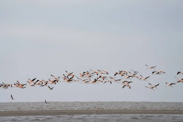 Chilean Flamingos Looking Food Argentina Coast Flock Flamingos Ocean Pink — Stock Photo, Image