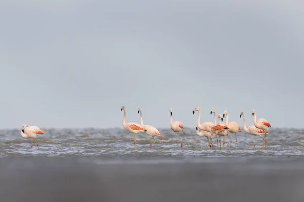 Chilean flamingos are looking for food on the Argentina coast. Flock of flamingos in the ocean. Pink bird with long neck.