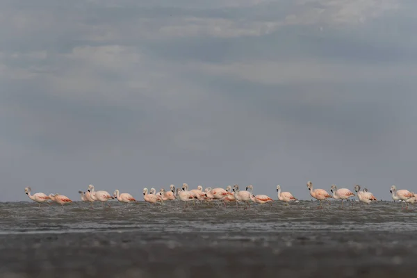 Chilean Flamingos Looking Food Argentina Coast Flock Flamingos Ocean Pink — Stock Photo, Image