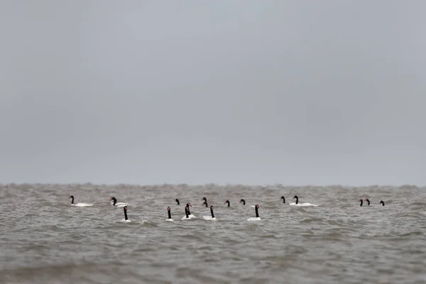 Manada Cisnes Cuello Negro Costa Argentina Los Cisnes Quedan Cerca —  Fotos de Stock